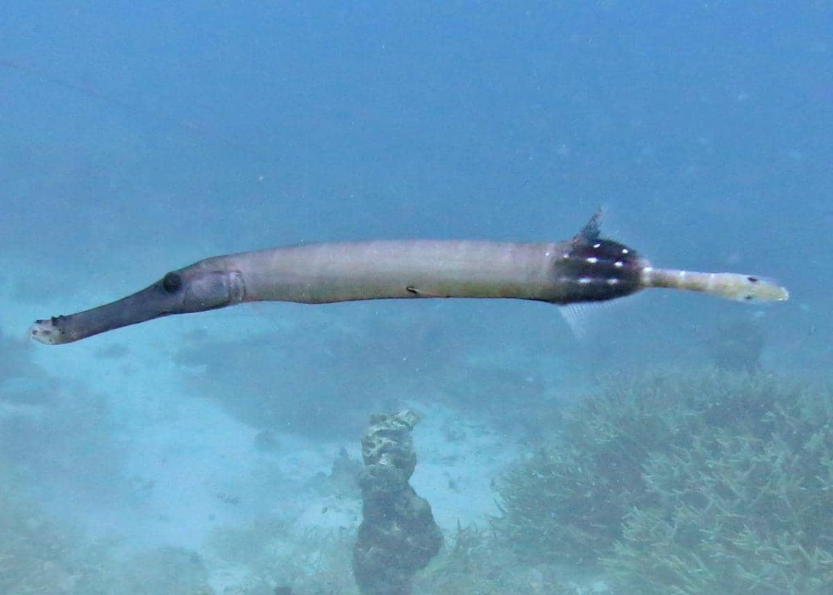 ilustrasi ikan terompet atau trumpetfish (commons.wikimedia.org/Ahmed Abdul Rahman)