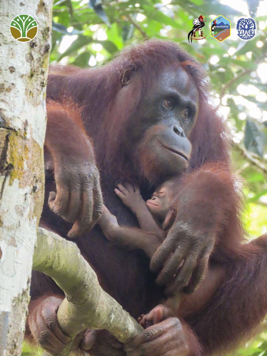 Bayi orangutan di Sintang lahir di kawasan konservasi.