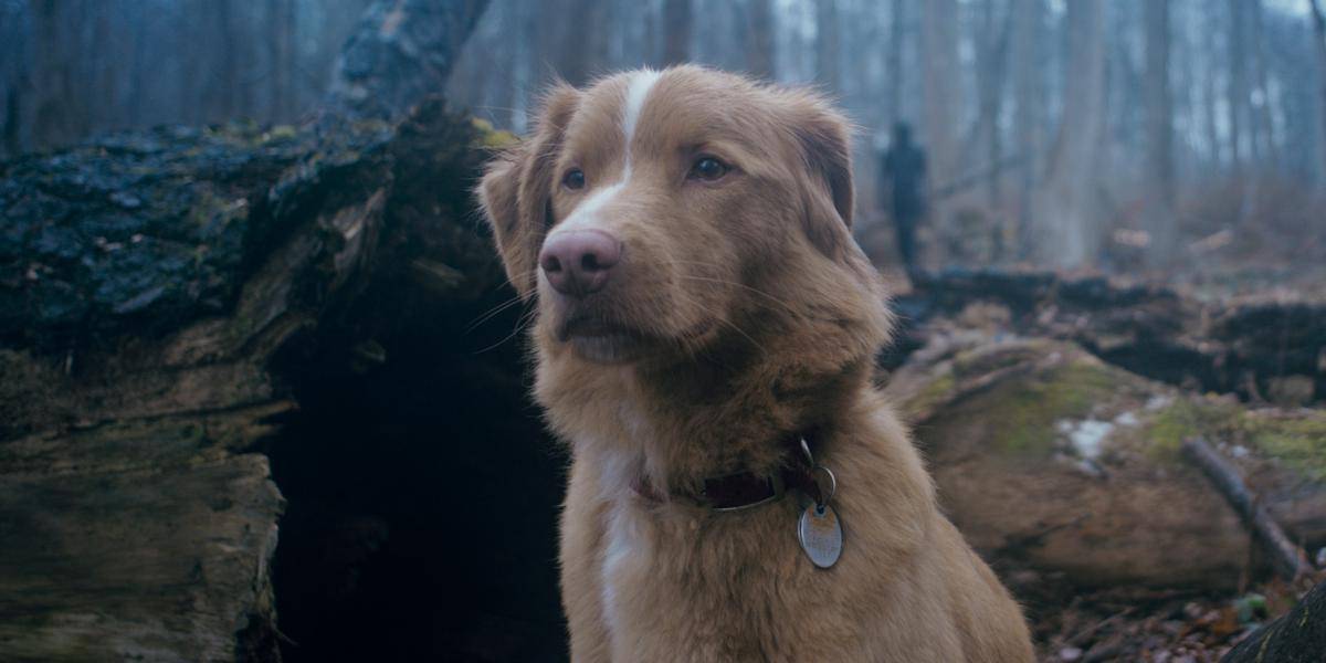 Indy di film Good Boy