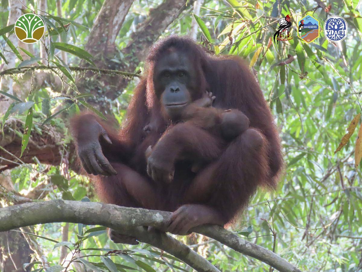 Bayi orangutan di Sintang lahir di kawasan konservasi.
