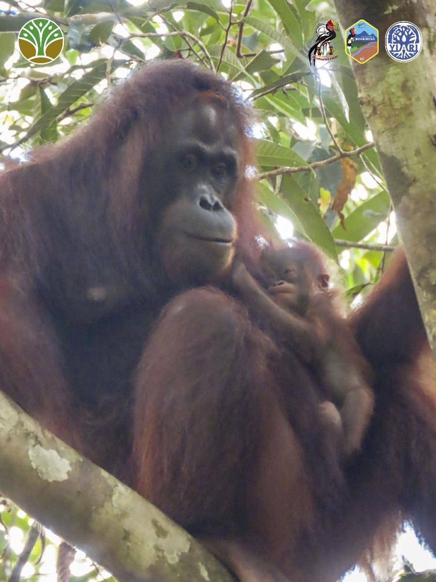 Bayi orangutan di Sintang lahir di kawasan konservasi.