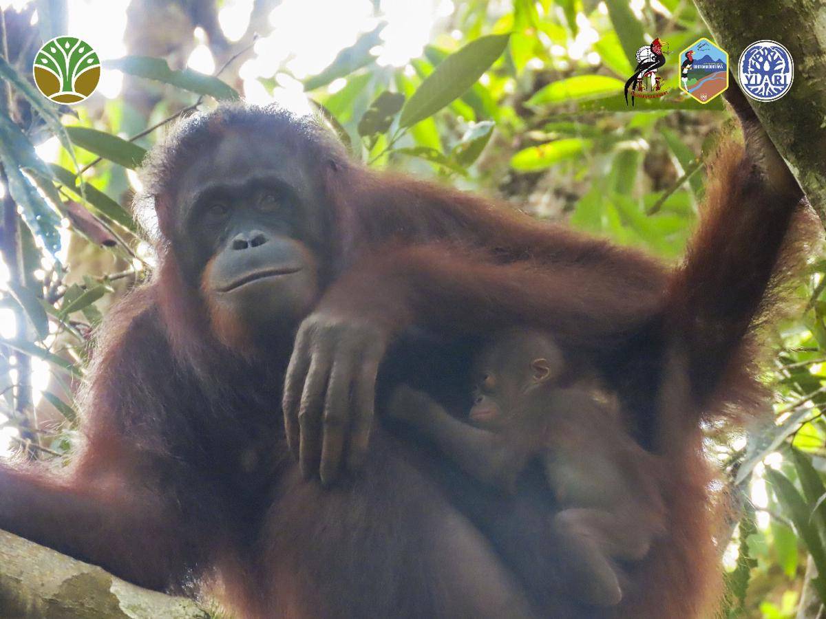 Bayi orangutan di Sintang lahir di kawasan konservasi.