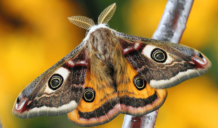 Ngengat simbol kematian