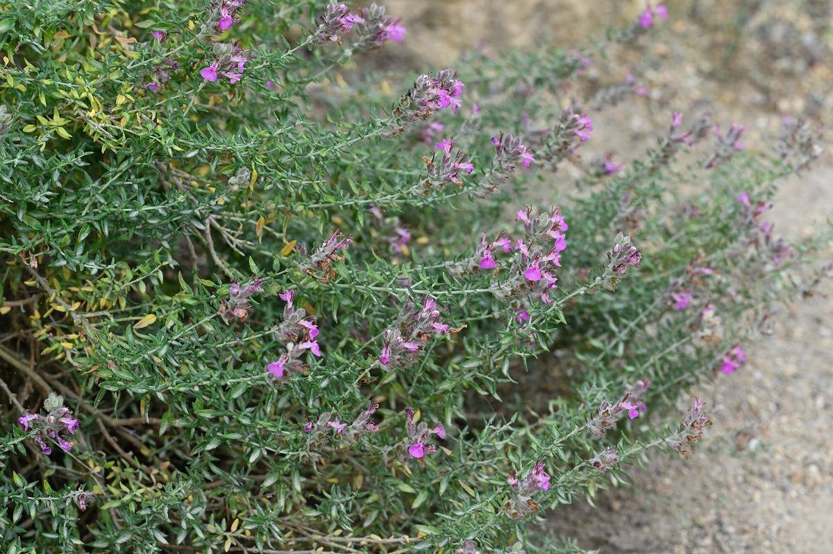 ilustrasi tanaman cat thyme (commons.wikimedia.org/Krzysztof Ziarnek, Kenraiz)