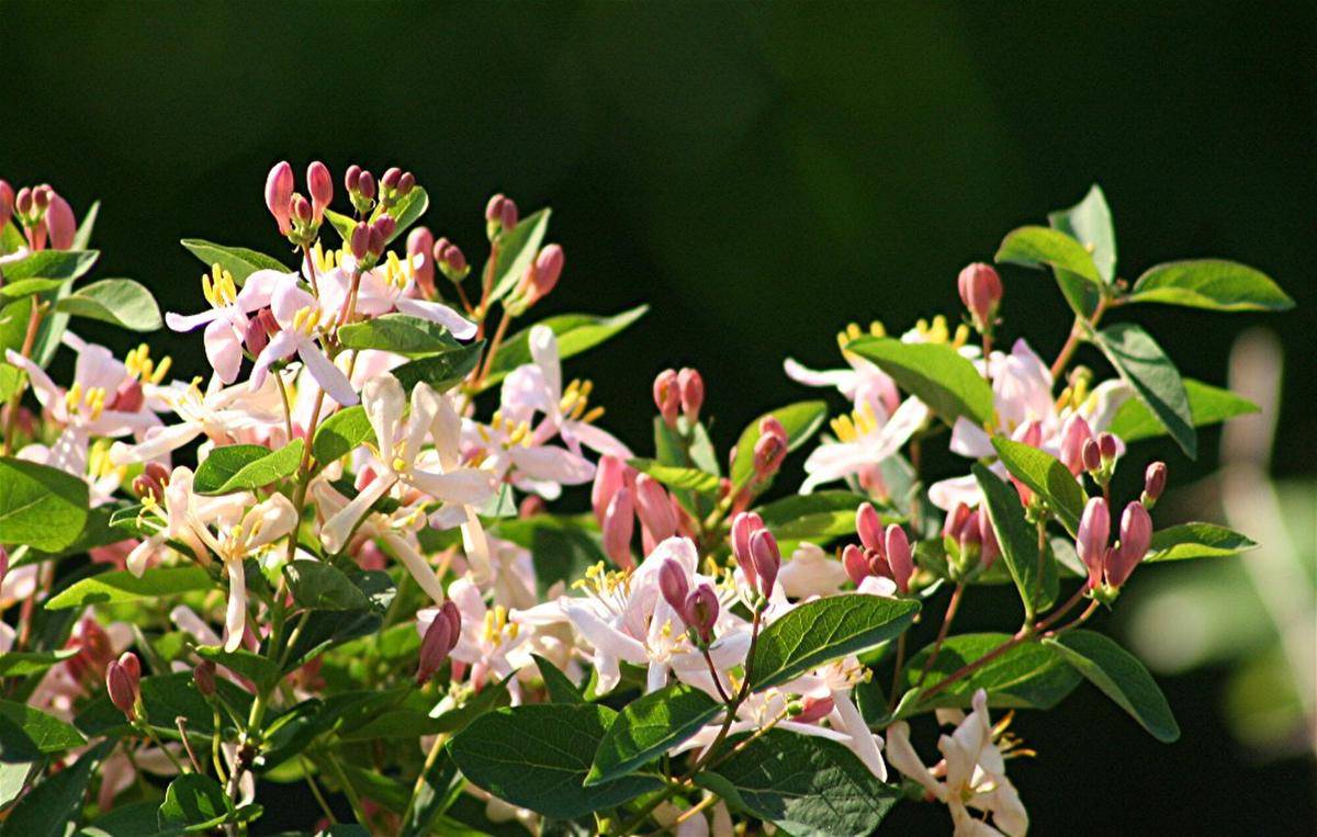 ilustrasi tanaman tatarian honeysuckle (commons.wikimedia.org/USDA NRCS Montana)