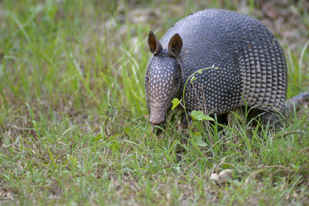 armadilo