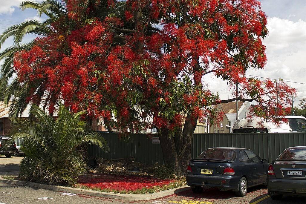 Pohon Api Illawarra