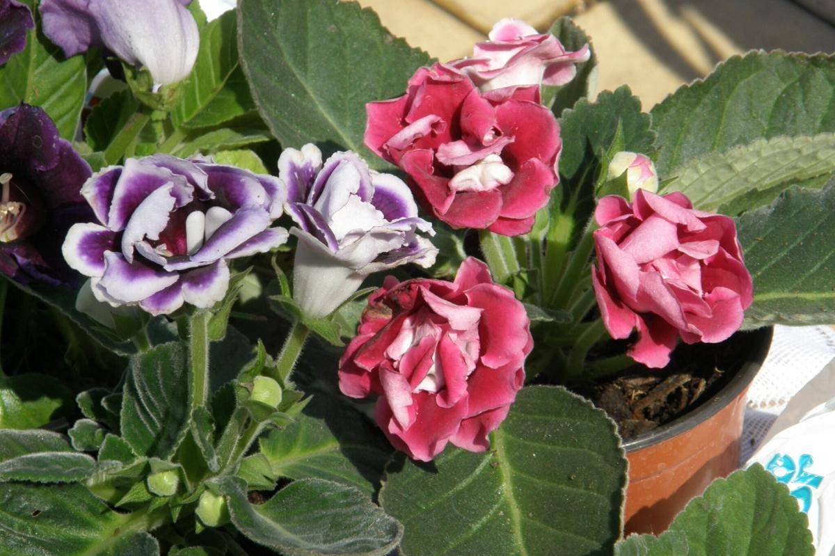 Gloxinia
