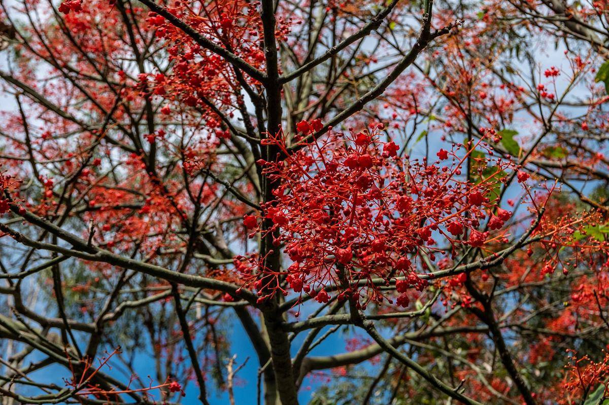 Pohon Api Illawarra