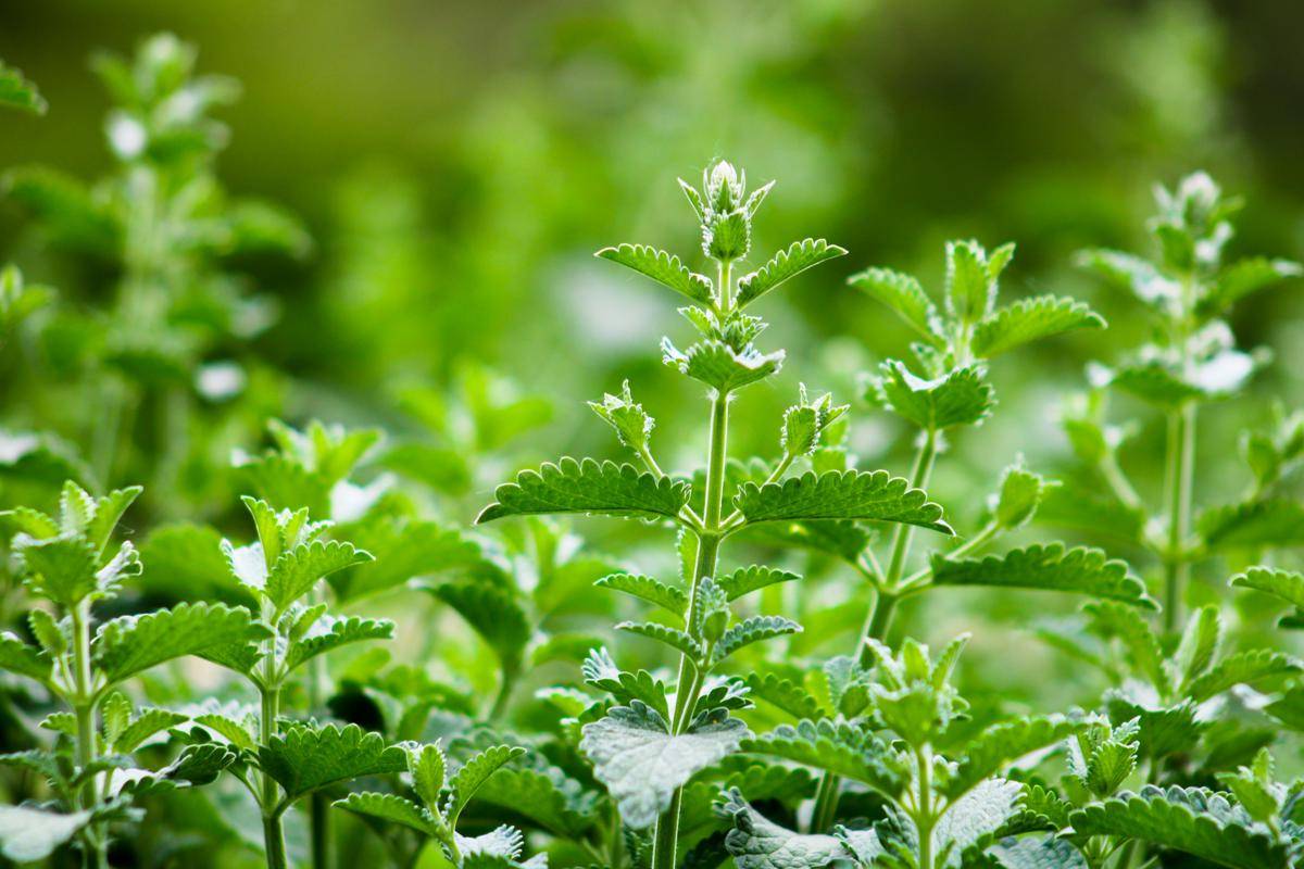 ilustrasi tanaman catnip (unsplash.com/Amber Ford)