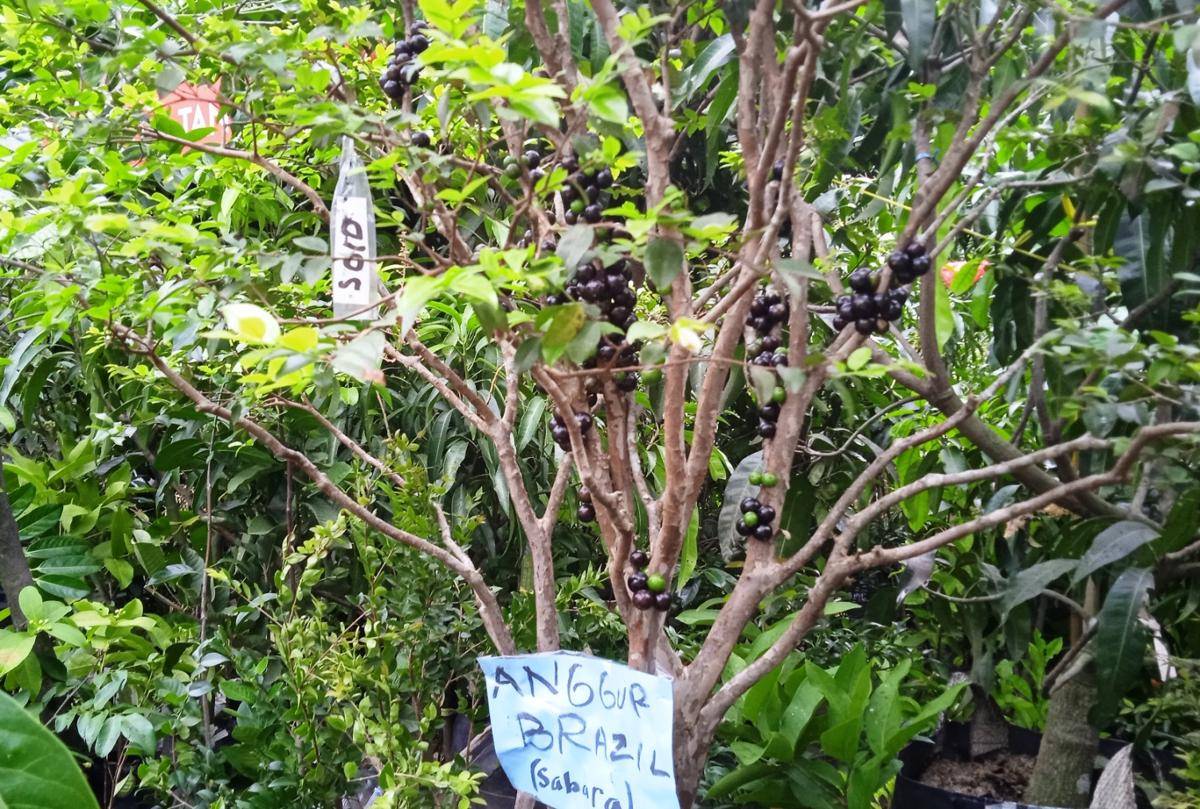 tanaman anggur Brazil (dok.pribadi/Gusti Nur Iwari)