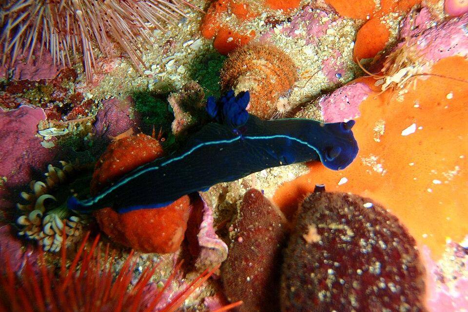 nudibranch hitam