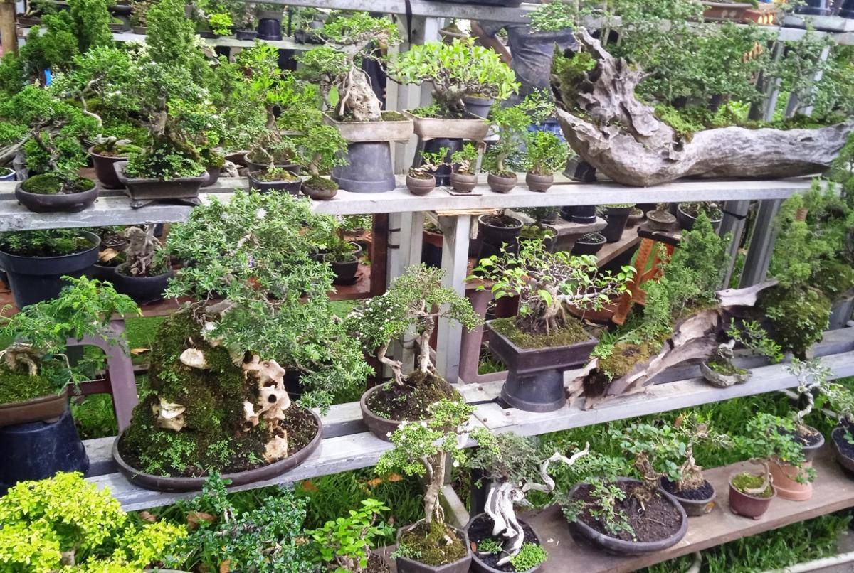 tanaman bonsai (dok.pribadi/Gusti Nur Iwari)
