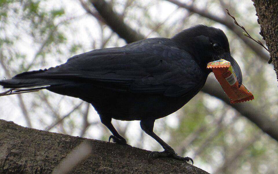 Gagak paruh besar sering mencuri makanan dari manusia karena relatif mudah memperolehnya. 