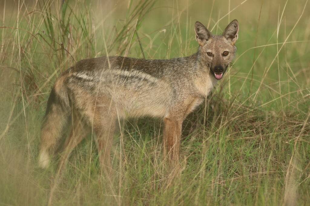 Jackal Bergaris Samping