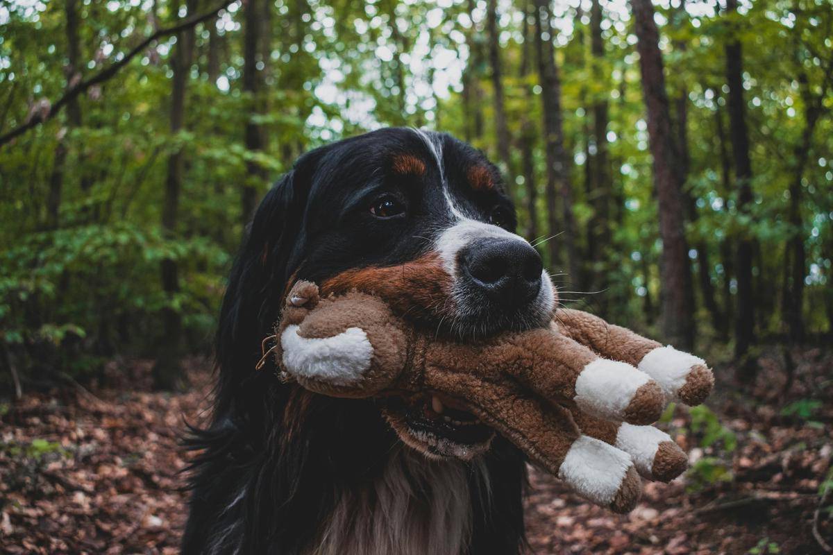 anjing suka menggigit sembarangan (Unsplash.com/Dagmar Klauzova)