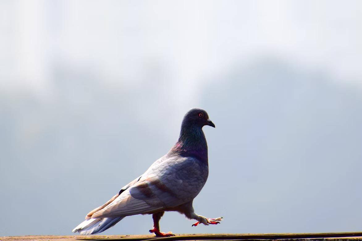 ilustrasi burung merpati (unsplash.com/sanjiv nayak)