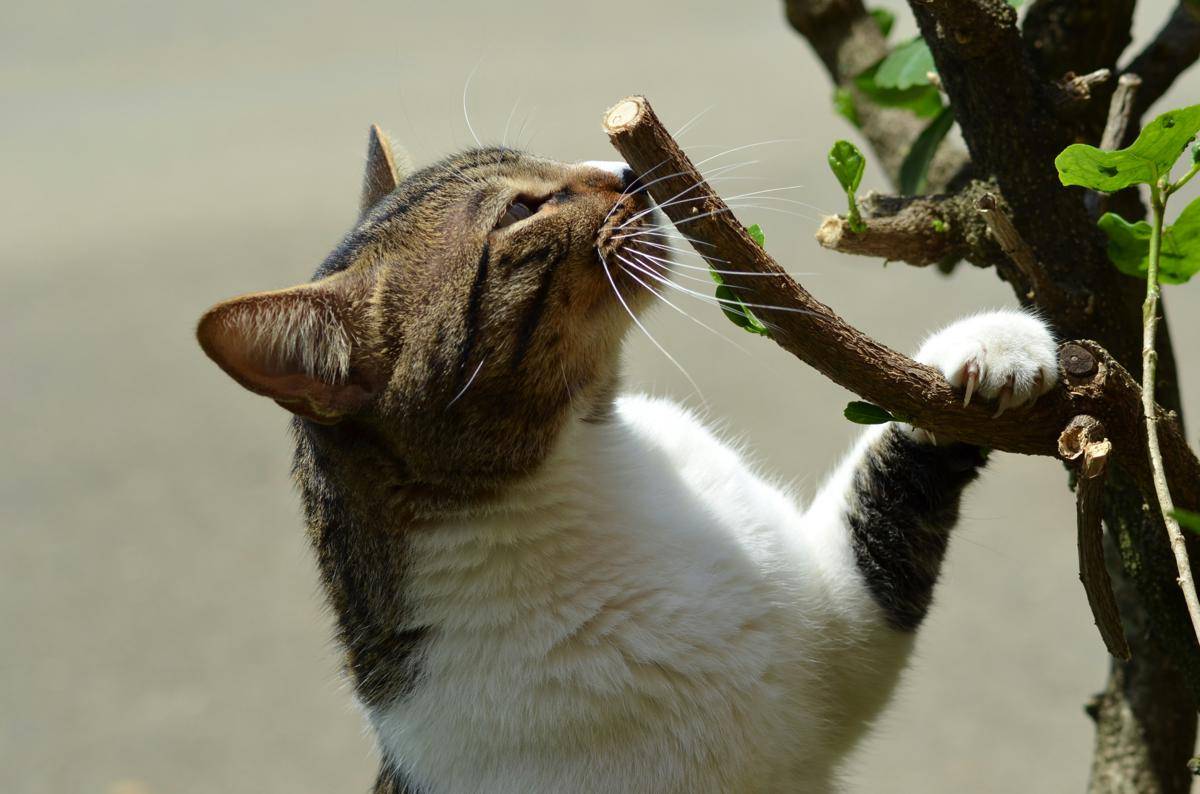 ilustrasi seekor kucing sedang mengendus ranting (unsplash.com/Juan Camilo Guarin P)