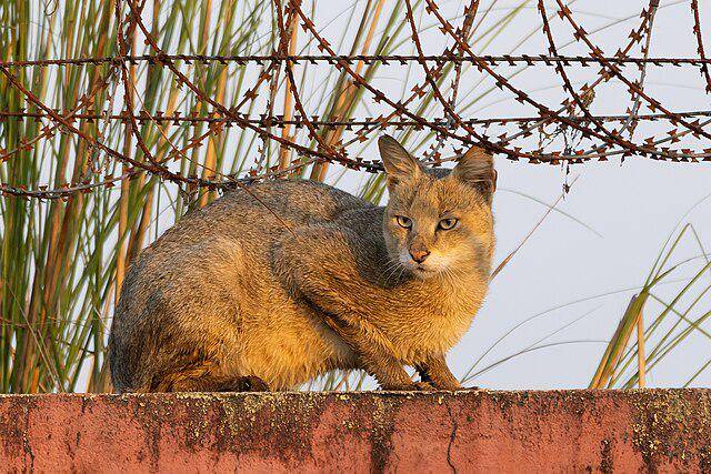 ilustrasi kucing hutan (commons.wikimedia/Tisha)