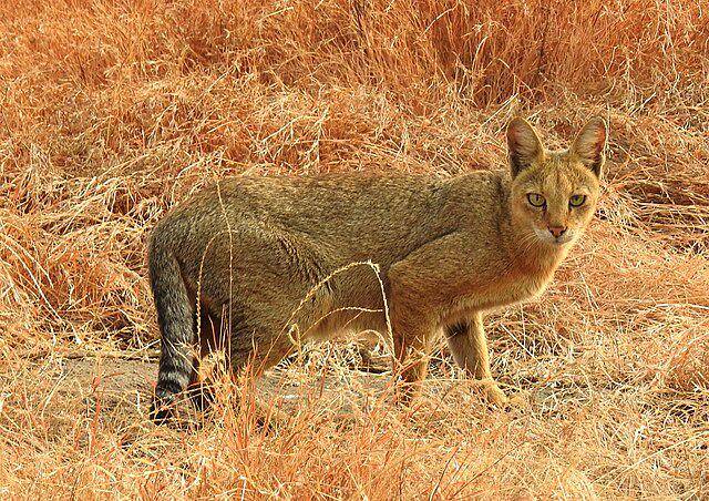 ilustrasi kucing hutan (commons.wikimedia/Raju Kasambe)
