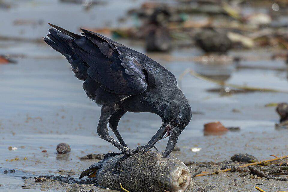 gagak paruh besar sedang makan bangkai ikan