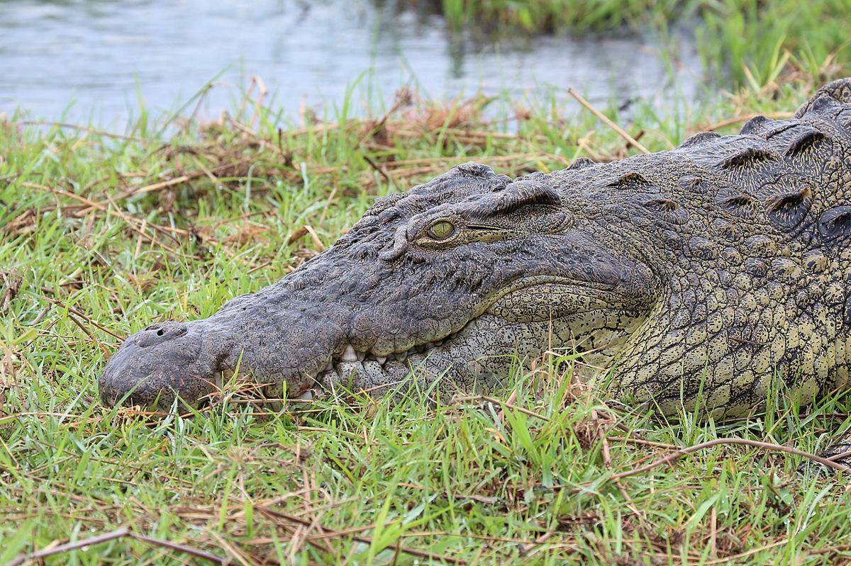 buaya