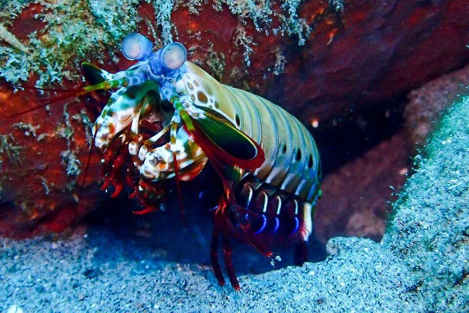 udang mantis