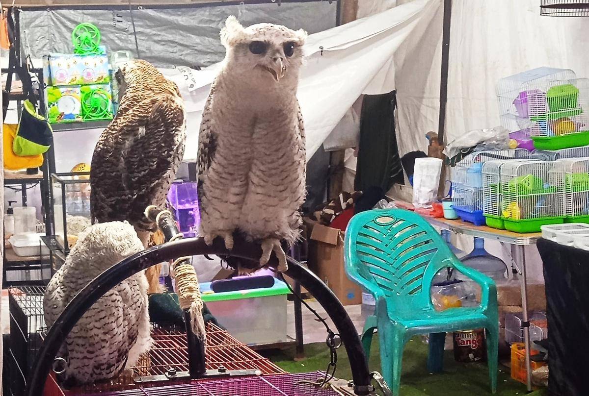burung hantu (dok.pribadi/Gusti Nur Iwari)