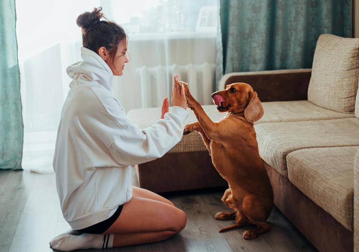 anjing suka menggigit sembarangan (Pexels.com/Ivan Babydov)