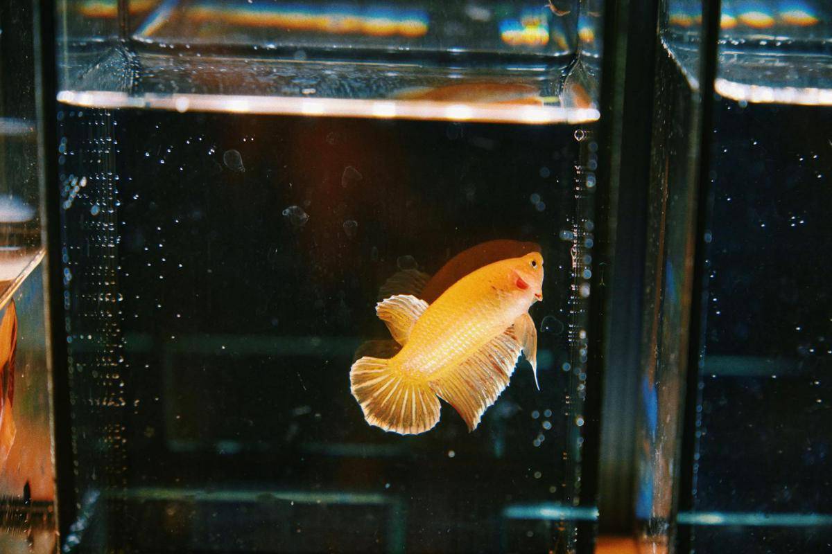 ikan cupang (Pexels.com/billow929)