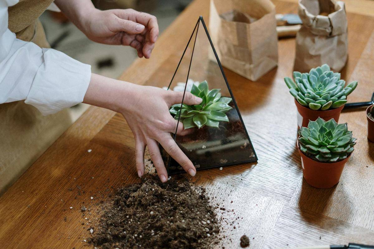 ilustrasi membuat terrarium (pexels.com/cottonbro studio)