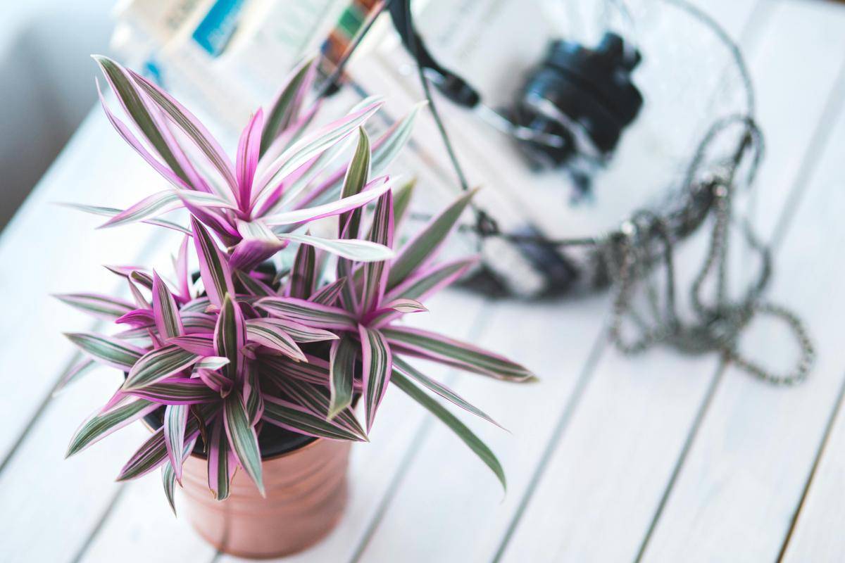 ilustrasi tradescantia nanouk (pexels.com/karolina grabowska)