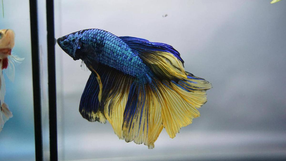ikan cupang (Pexels.com/Thang Cao)