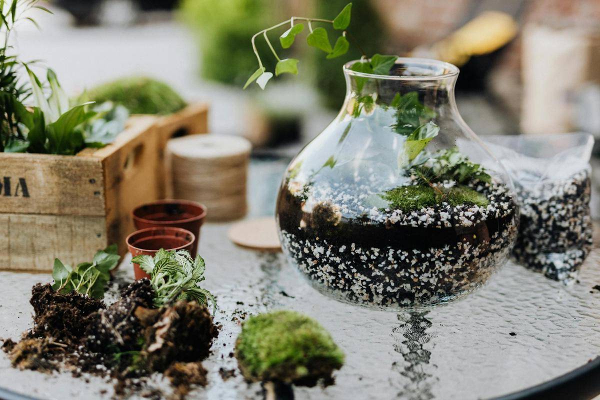 ilustrasi terrarium (pexels.com//@karolina-grabowska)