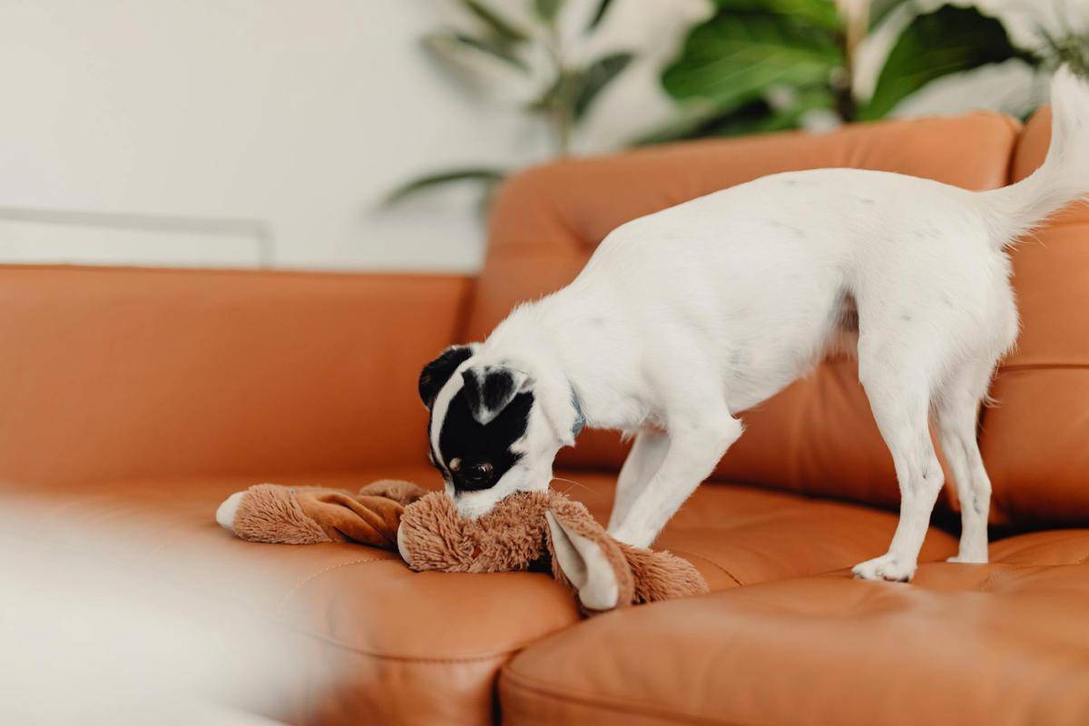 anjing suka menggigit sembarangan (Pexels.com/Kaboompics)