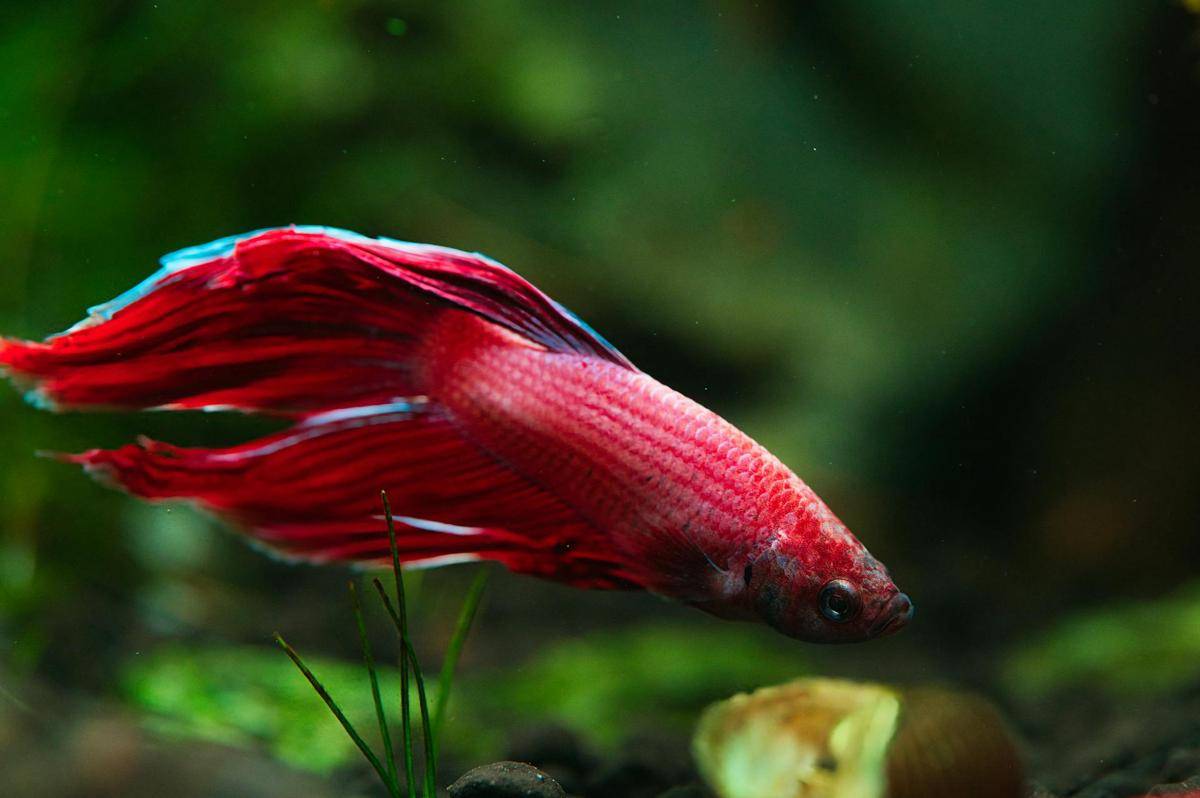 ikan cupang (Pexels.com/Michal Petráš)