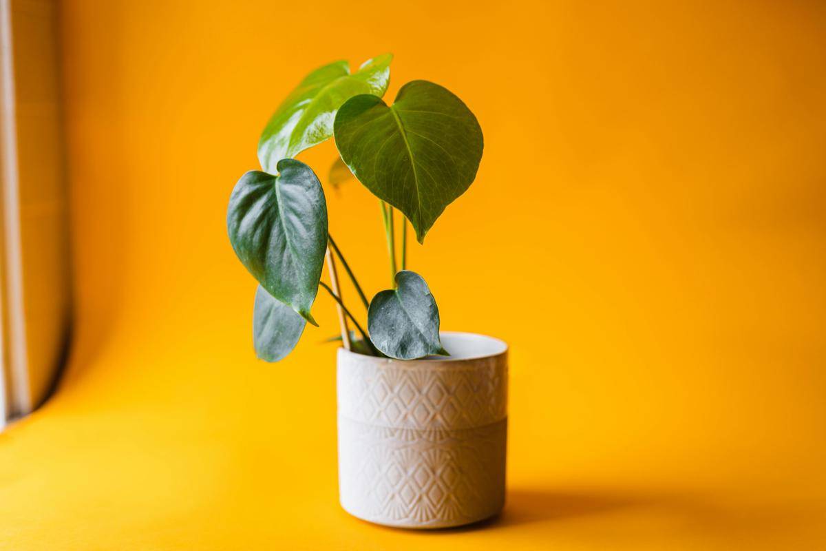 ilustrasi philodendron scandens (pexels.com/olga lioncat)