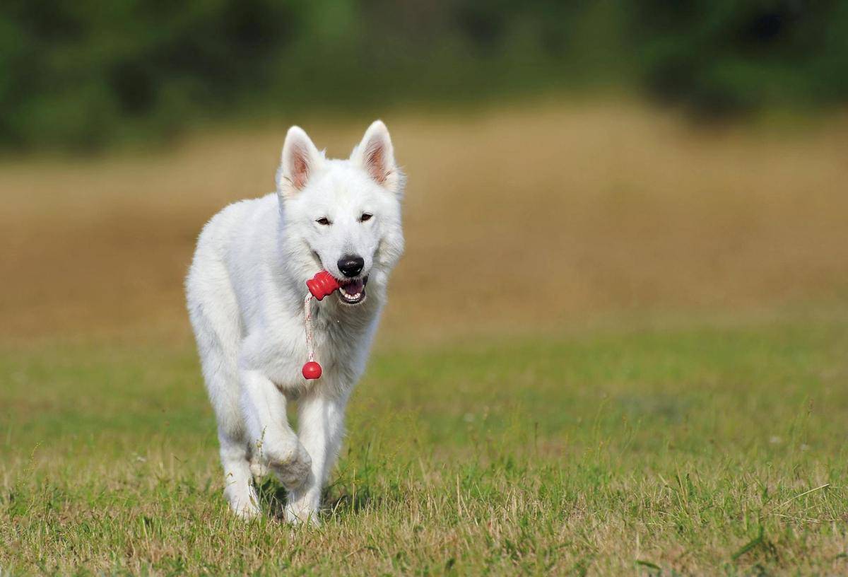 anjing peliharaan (Pexels.com/Pixabay)