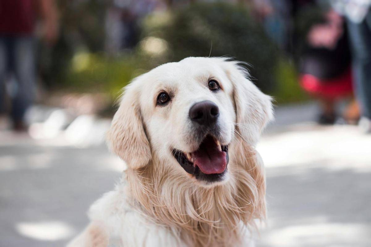 anjing peliharaan (Pexels.com/Svetozar Milashevich)