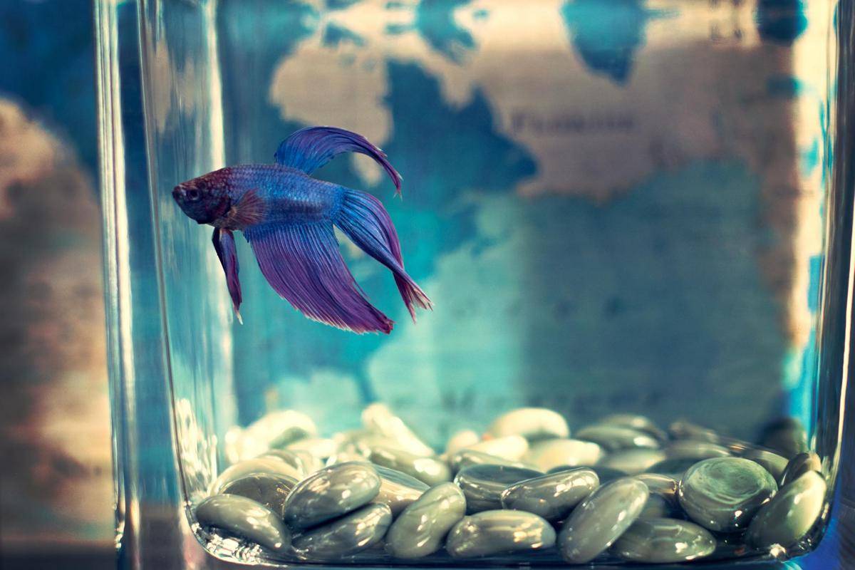 ikan cupang (Pexels.com/Tim Mossholder)