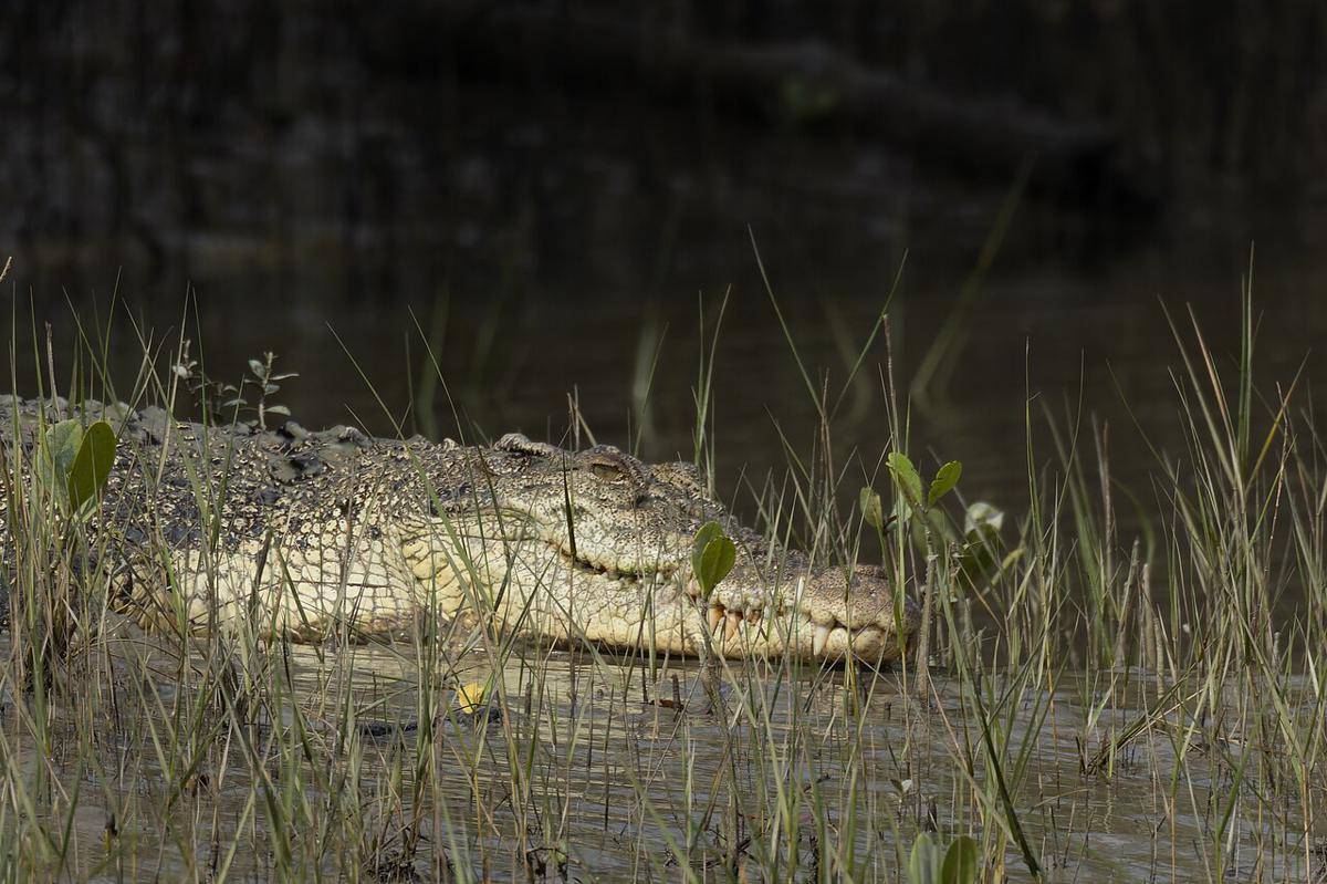 buaya