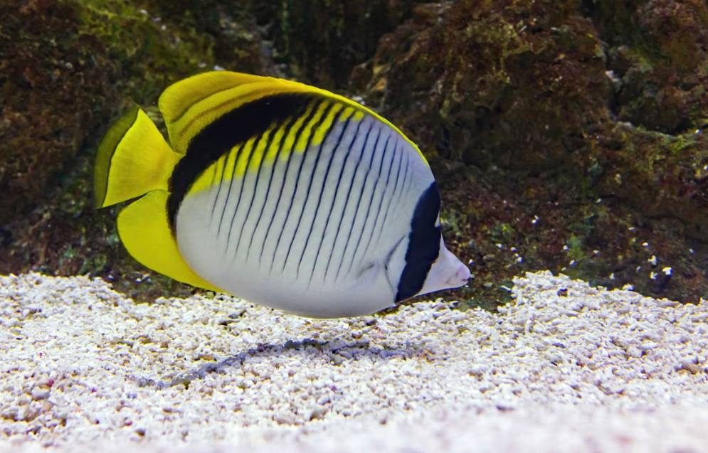 Ikan Butterflyfish