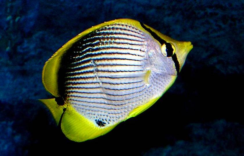 Ikan Butterflyfish