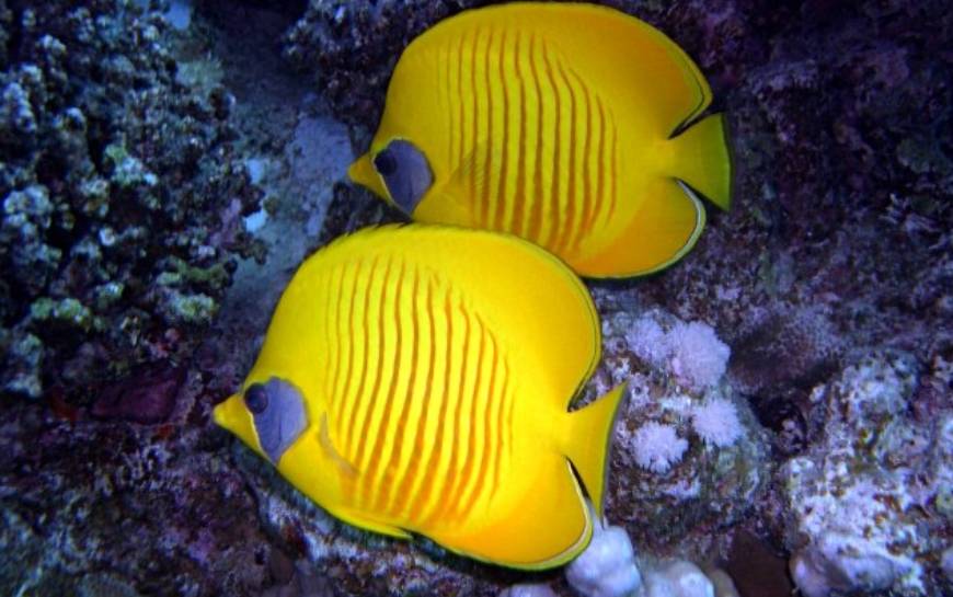 Ikan Butterflyfish