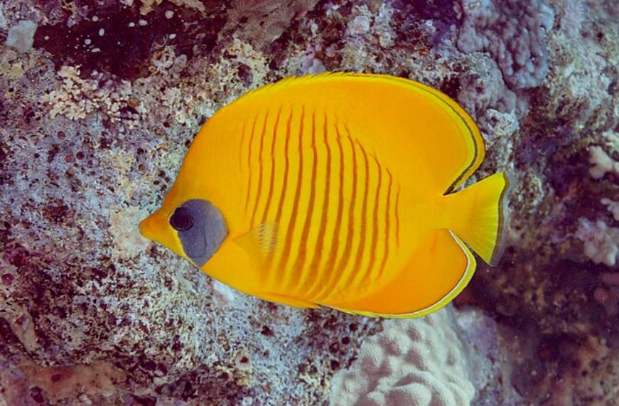 Ikan Butterflyfish