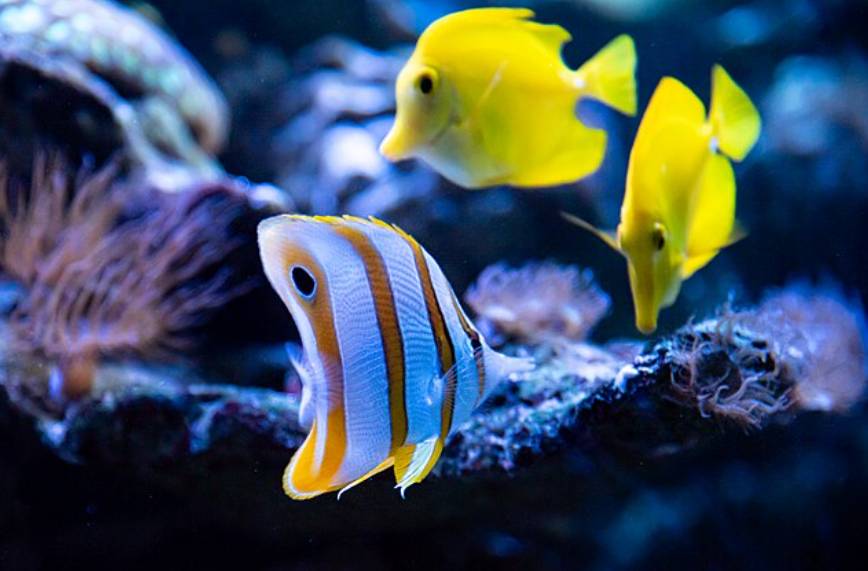 Ikan Butterflyfish