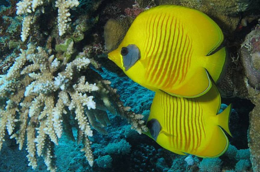 Ikan Butterflyfish