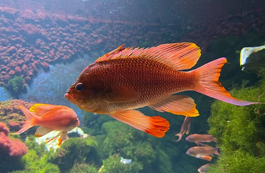 Ikan Anthias