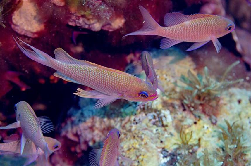 Ikan Anthias