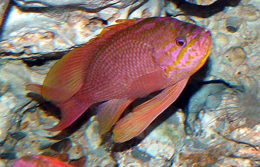 Ikan Anthias